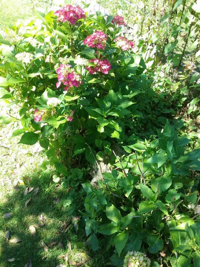 B&B Au Jardin Fleuri Marche-en-Famenne Dış mekan fotoğraf