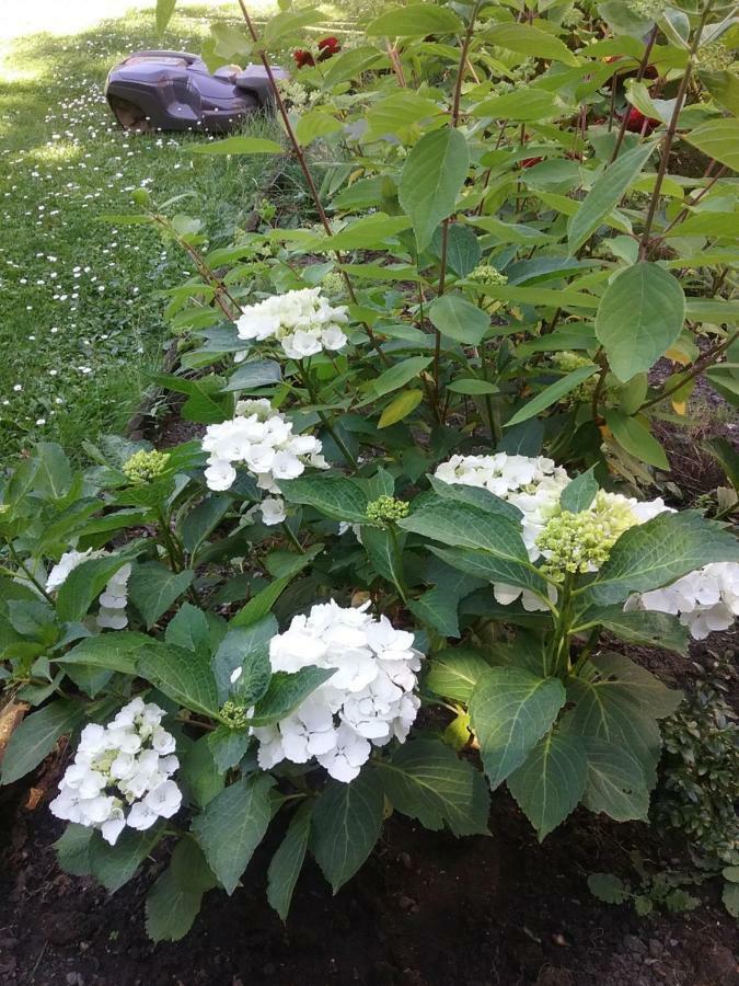 B&B Au Jardin Fleuri Marche-en-Famenne Dış mekan fotoğraf